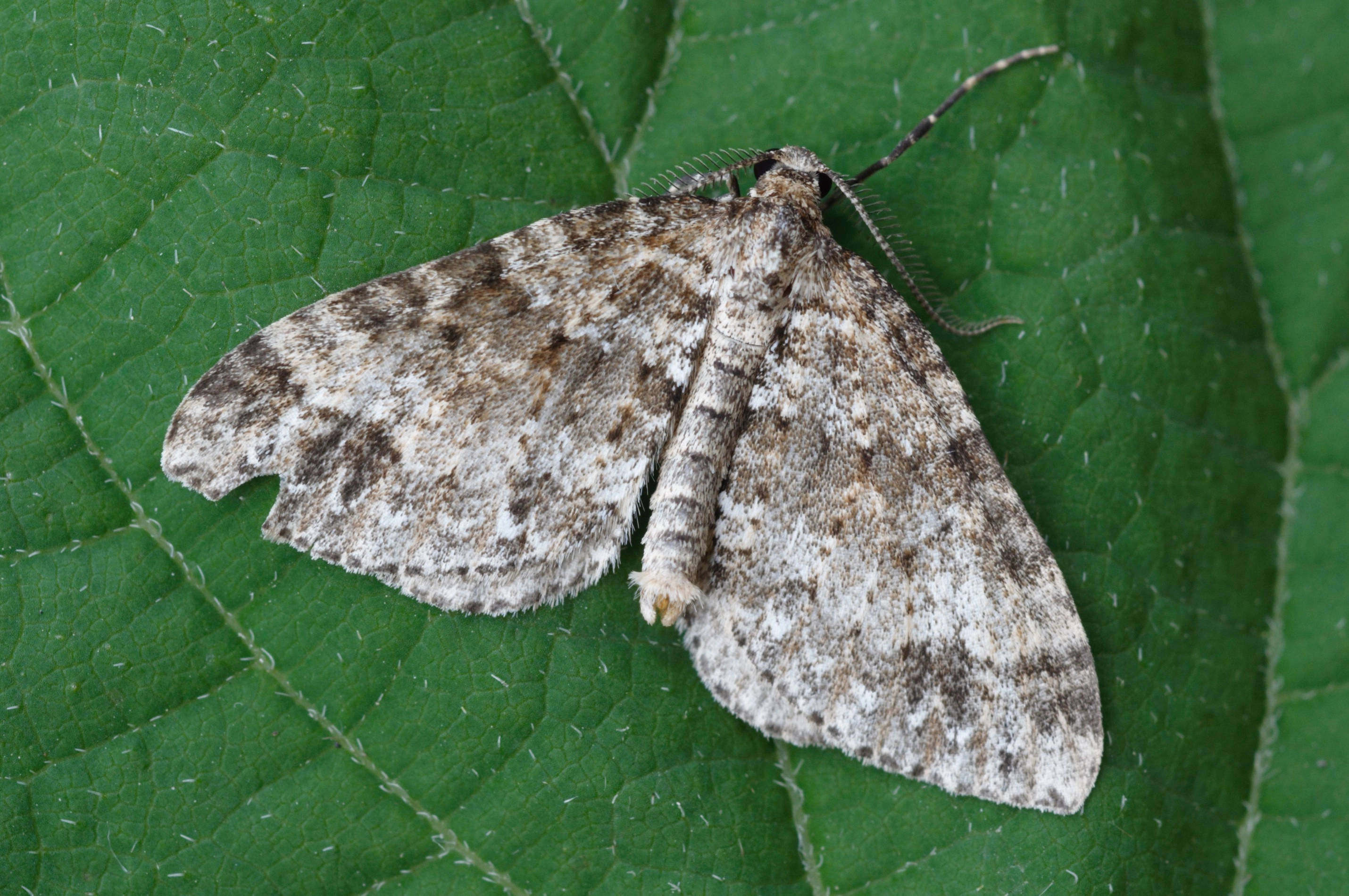 Mesotype didymata=Pijlkruidspanner_2011 06 13_Serge van Cleynenbreugel_102 Belgie.jpg